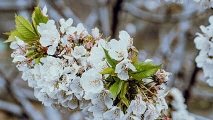 Cherry blossom. Flower photography