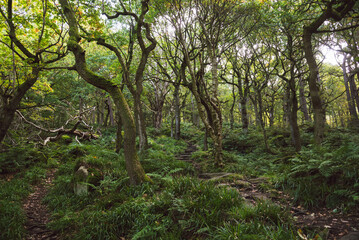 Fototapeta premium Padley Gorge, colours in this beautiful wooded valley in the Derbyshire Peak District, UK.