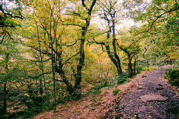 Padley Gorge, colours in this beautiful wooded valley in the Derbyshire Peak District, UK.