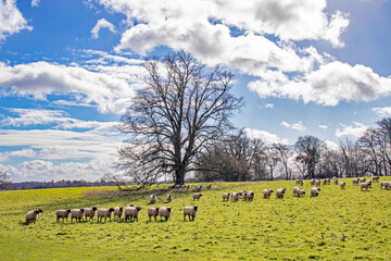 Fototapeta premium Sheep stood in the meadow.