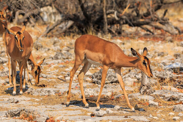 Springbok in natural habitat in Etosha National Park in Namibia.