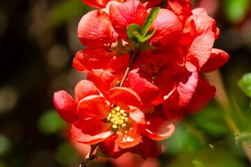 Closeup of a flowering quince shrub in bloom in springtime.