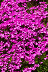 Pink creeping phlox flowers in springtime in Newport, New Hampshire.