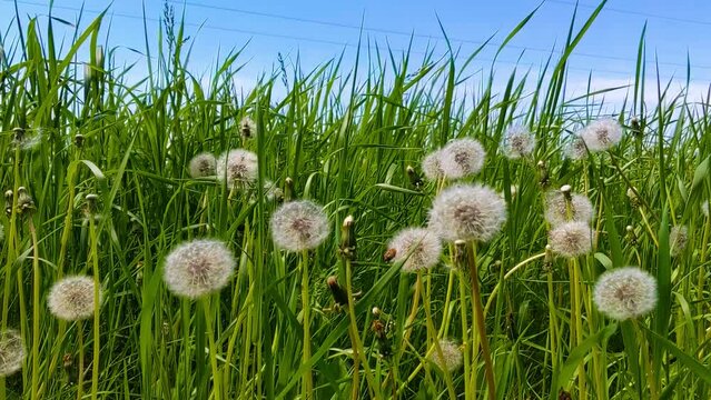 Beautiful aerial dandelions in a light wind in nature in a warm summer or spring in a meadow in sunlight among green grass. Tranquility and a dreamy image of the beauty of nature.