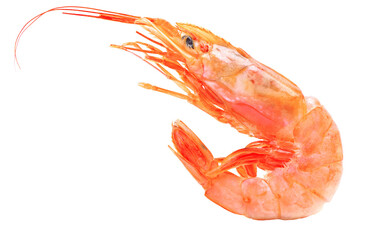 Shrimp isolated on white background