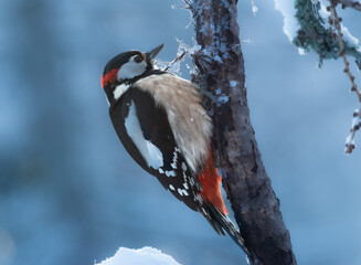 Great spotted Woodpeckar