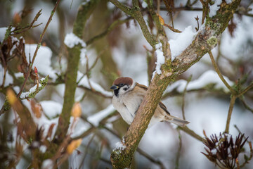 house sparrow in the nature park