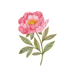 Pink peony flower hand drawn in watercolor and isolated on white background. Botanical stylized illustration of peony.