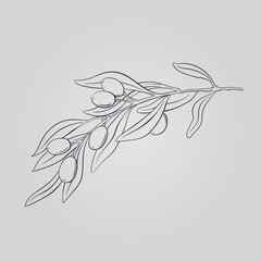 Olive tree branch. Leaf, olive. Hand drawn, sketch, line art, outline, isolated on a light gray background.  Plant Art design for print, cover, wallpaper. Illustration technique, vector.