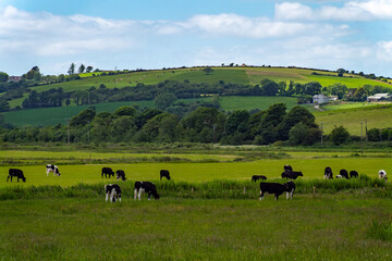 A herd of cows graze on a green grass meadow on a summer day. Hilly Irish agrarian landscape. Clear...