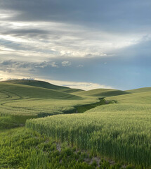 Rolling hills of lush green wheat growing in the Palouse region of Washington State create a beautiful, peaceful scene.