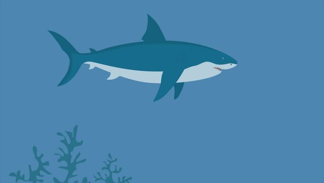 Prehistoric underwater shark megalodon with fins. Predatory sea fish. Scary jaws with teeth. Wildlife of the Jurassic period. Flat illustration. Video motion animation