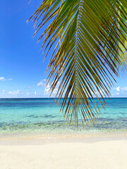 Fototapeta na wymiar Tropical beach with coconut palm trees leaves and turquoise sea. Saona Island, Dominican Republic. 