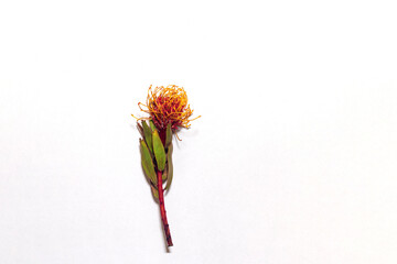 Beautiful protea flower on white background. Tropical plant