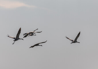 Flying Group of Common Crane birds in the field. Lithuania.