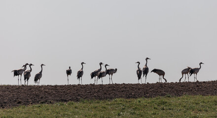 Group of Common Crane birds in the field. Lithuania.