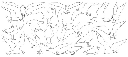 Fototapeta premium Bird gull vector outline set icon. Vector illustration seagull on white background. Isolated outline set icon bird gull.