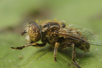 Detailed closeup on the small spotty-eyed dronefly, Eristalinus sepulchralis cleaining it's front...