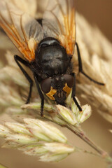 Closeup on a black and orange Noonday fly, Mesembrina meridiana sitting on a dried grass