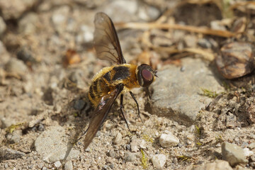 Closeup on a Dune Villa Bee fly, Villa modesta, resting on the sand in a coastal area.