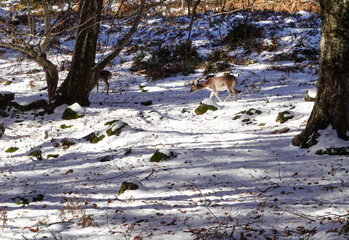 Deer grazing in a snowy field in the middle of nature