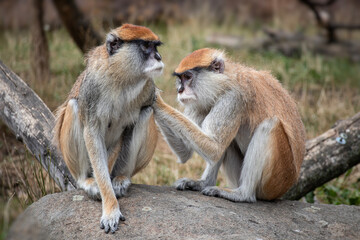 Hussar monkey collecting flea on fur
