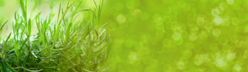 young lavender plants, gardener in gloves holds plant prepared for transplanting, roots intertwined soil cube, background banner, green natural blurred bokeh lights, gardening concept, save nature