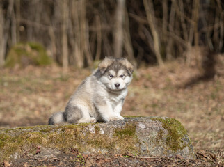 Obraz premium Portrait of Alaskan Malamute Puppy Sitting on the Rock. Young Dog