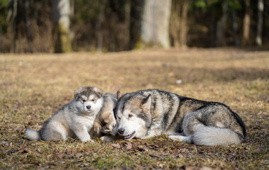 Adult Alaskan Malamute Mother and Two Puppies. Family. Mother Feeding Puppies