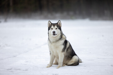 Malamute Dog Is Sitting on Snowy Ground in Winter. Outdoor Portrait Photo Shoot.