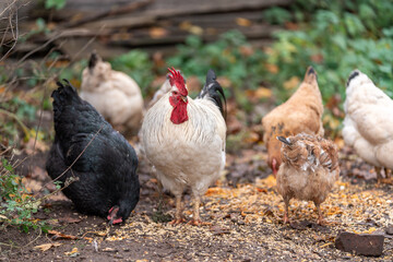 Colorful Rooster in the Farm. Autumn leaves in Foreground and Blurry Background. Red Jungle Fowl, Natural Light During the Day. Portrait. Rooster Going to Crow.