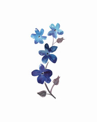 Fototapeta na wymiar Blue flower, watercolor illustration, highlighted on a white background 