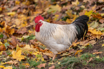 Portrait of Colorful Rooster in the Farm. Autumn leaves in Foreground and Blurry Background. Red Jungle Fowl, Natural Light During the Day. Portrait. Rooster Going to Crow.