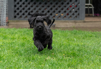 Young Black Riesenschnauzer or Giant Schnauzer dog on the grass.