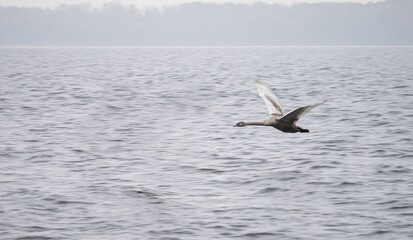Flying Gray Swan. Panning. Beautiful Wild Animal.