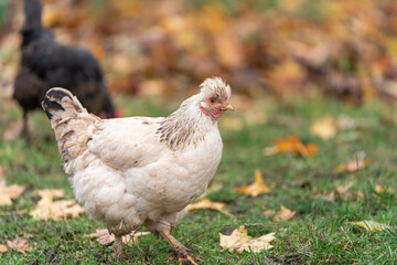 Free Range Chickens Enjoying the Afternoon and Eating Grain. Chickens on traditional free range poultry farm. A group of free range chickens feed in a field