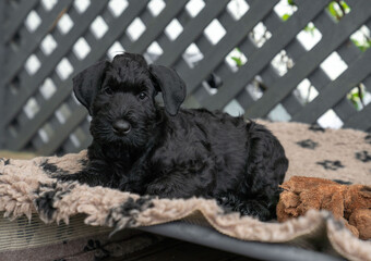 Young Black Riesenschnauzer or Giant Schnauzer dog.
