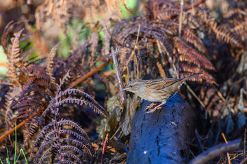 Dunnock, Prunella modularis, standing on a log amongst undergrowth. Winter, side view, looking left