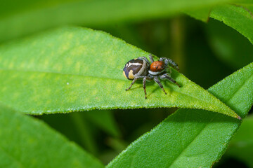 Closeup of a female Phiale cf. roburifoliata spider.