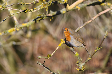 Eurasian Robin, Erithacus Rubecula, Perched on a tree branch, singing. Winter,side biew, looking left