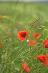Red poppies in the field of green wheat. Vibrant poppy flowers astonish with their tenderness and brightness.