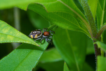 Closeup of a female Phiale cf. roburifoliata spider.