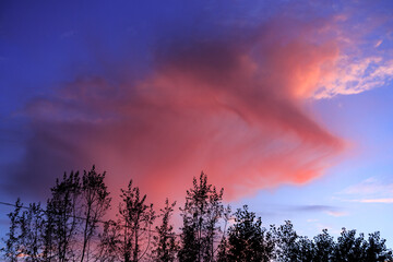 Pink cloud at sunset, silhouettes of branches with foliage.