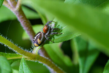 Closeup of a female Phiale cf. roburifoliata spider.