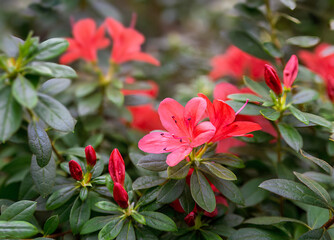 Red azalea flowers and buds on the bush - 564025822