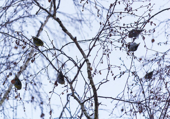 Group of european siskin, spinus spinus bird sitting, eating on birch tree in snow ing at winter