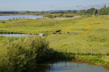 Réserve naturelle nationale du Marais Vernier, Eure, Normandie, France
