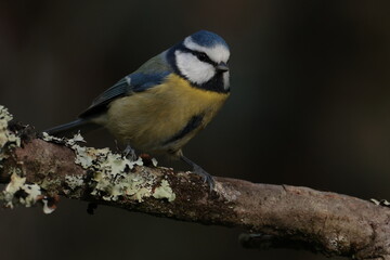 Bluetit.