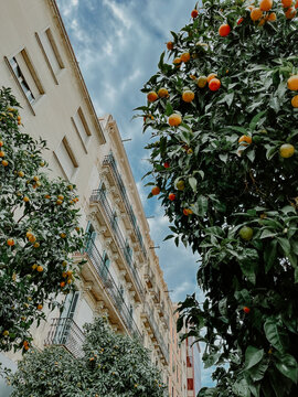 Tangerine trees on the streets of Barcelona