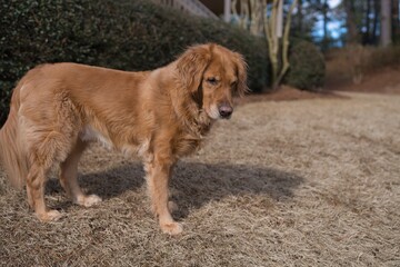 Golden retriever in the sun